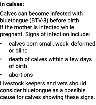 In calves: Calves can become infected with bluetongue (BTV 8) before birth if the mother is infected while pregnant. ...