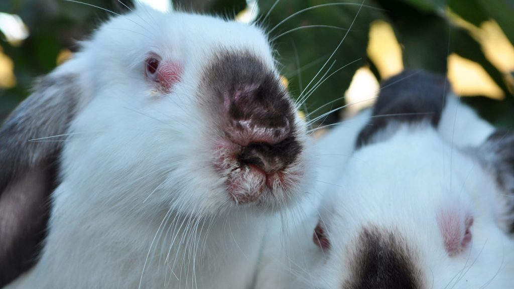 Dog Kills Rabbit With Myxomatosis at Lisa Lady blog