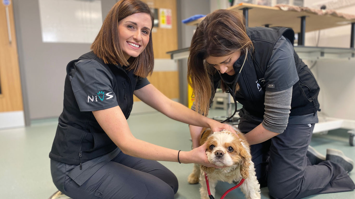 NiVS ushers in a new era in specialist care - Northern Ireland Veterinary  Today