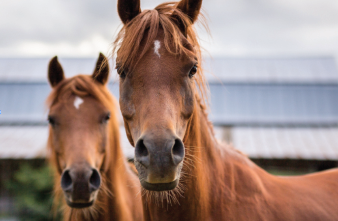 Can facial expression be a reliable guide to musculoskeletal pain in horses?