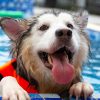 Forte Healthcare Introduces Canine Behaviour Month