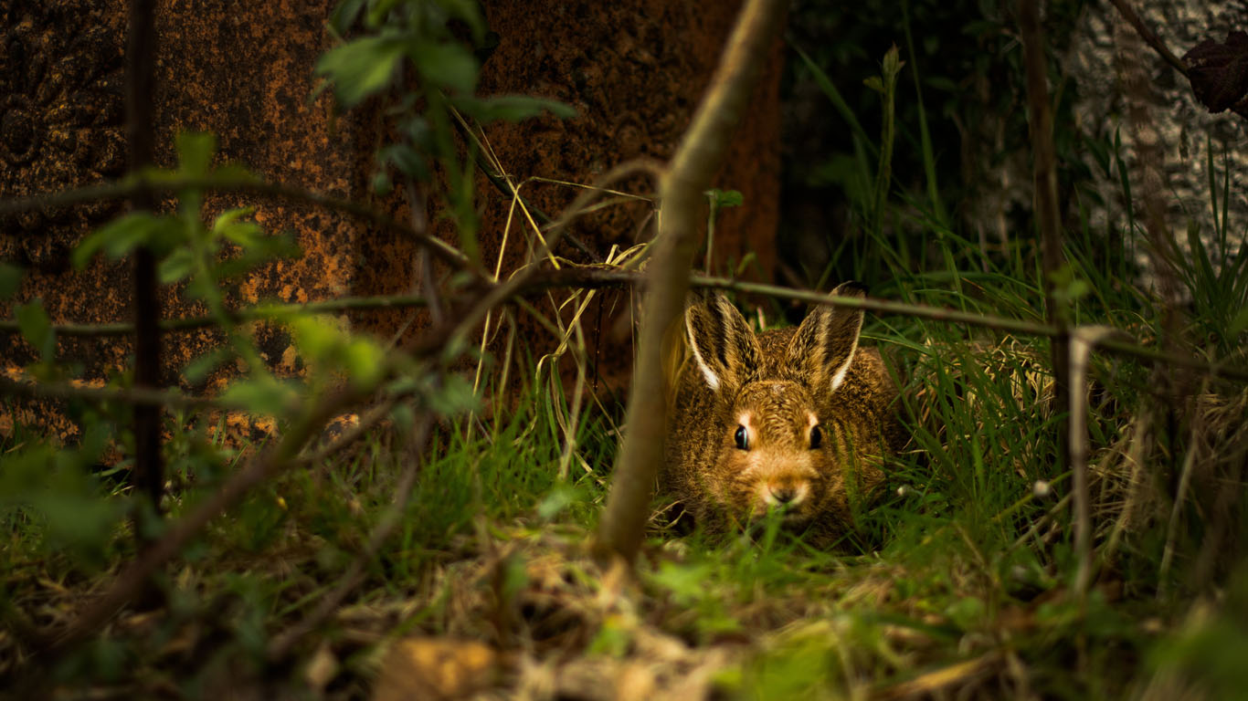 RHDV2 found among shrinking rabbit and hare populations