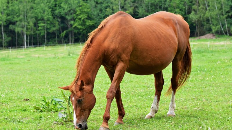 RVC research pinpoints reason for failed equine pregnancies