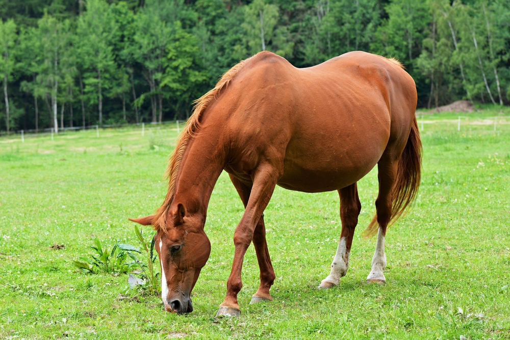 Vet struck off over false insurance claim for her horse