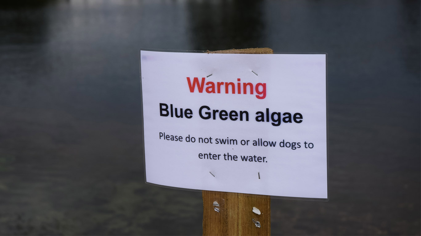 Warm weather drives blue green algae threat