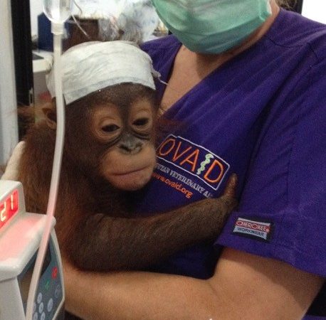 Virbac behind Orangutan conservation efforts