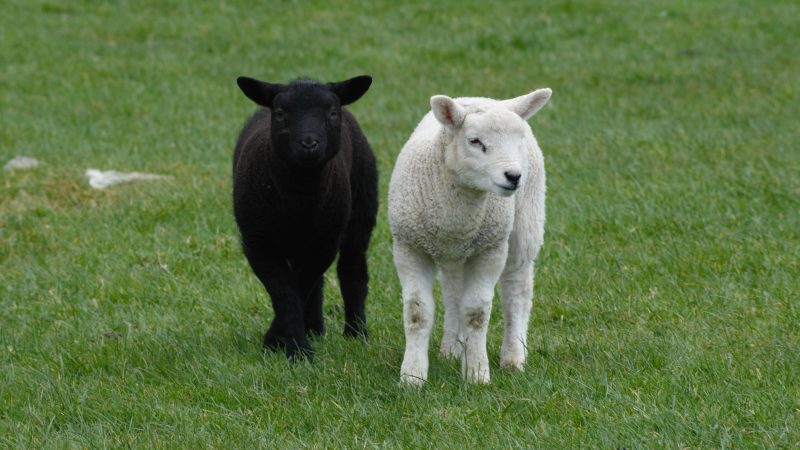Seasonal warning issued over copper risk to sheep