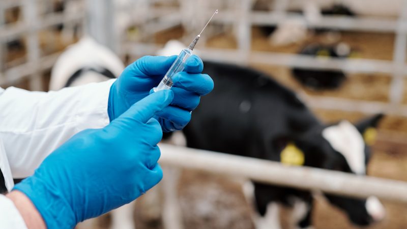 STAMP initiative to cut antibiotic use on NI farms