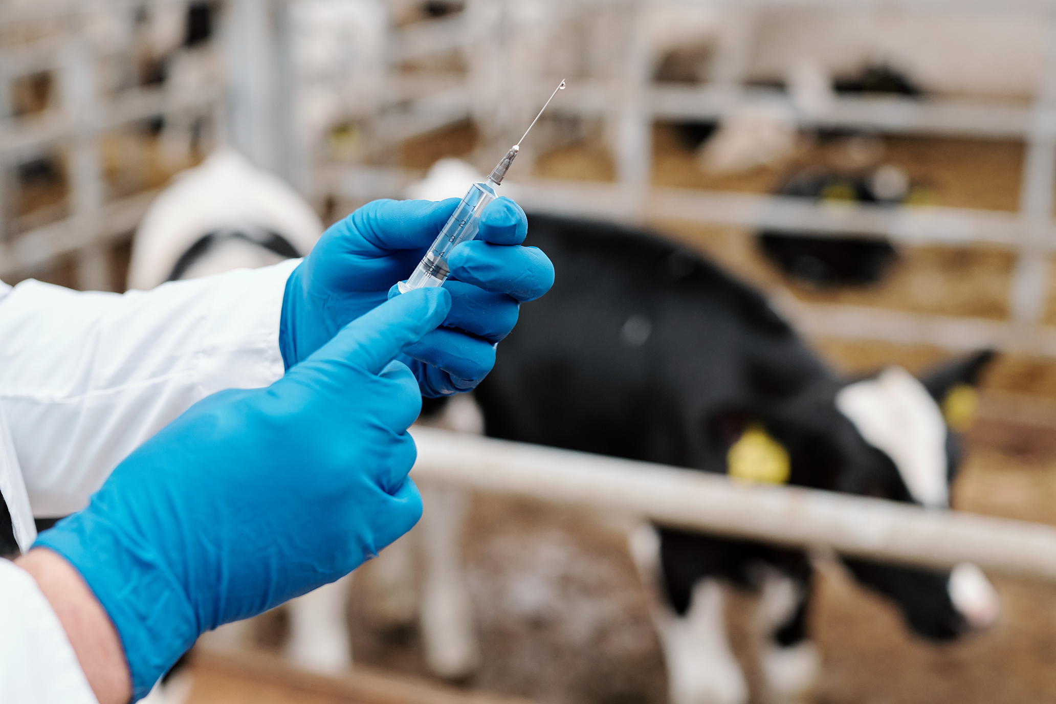 STAMP initiative to cut antibiotic use on NI farms
