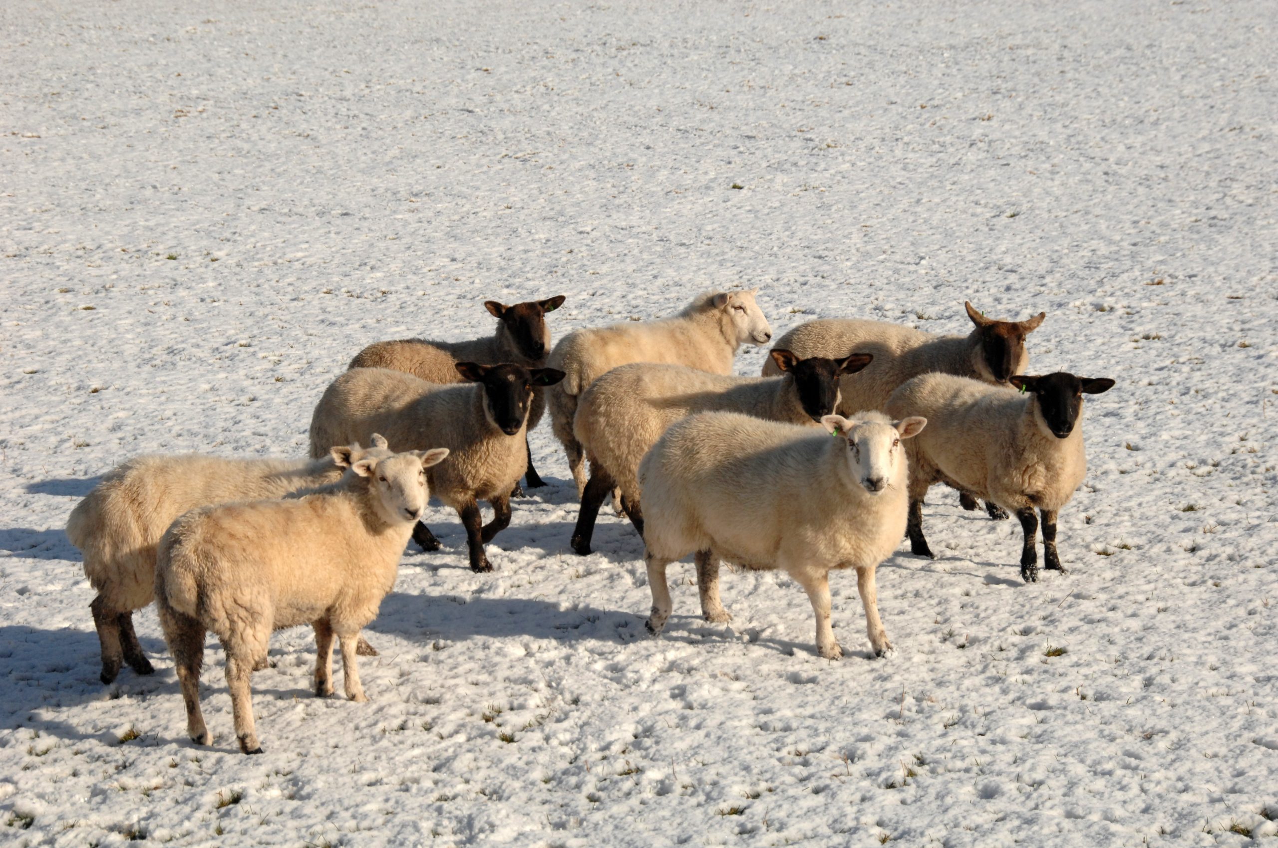 AFBI winter warning on the risk of certain ornamental plants to sheep