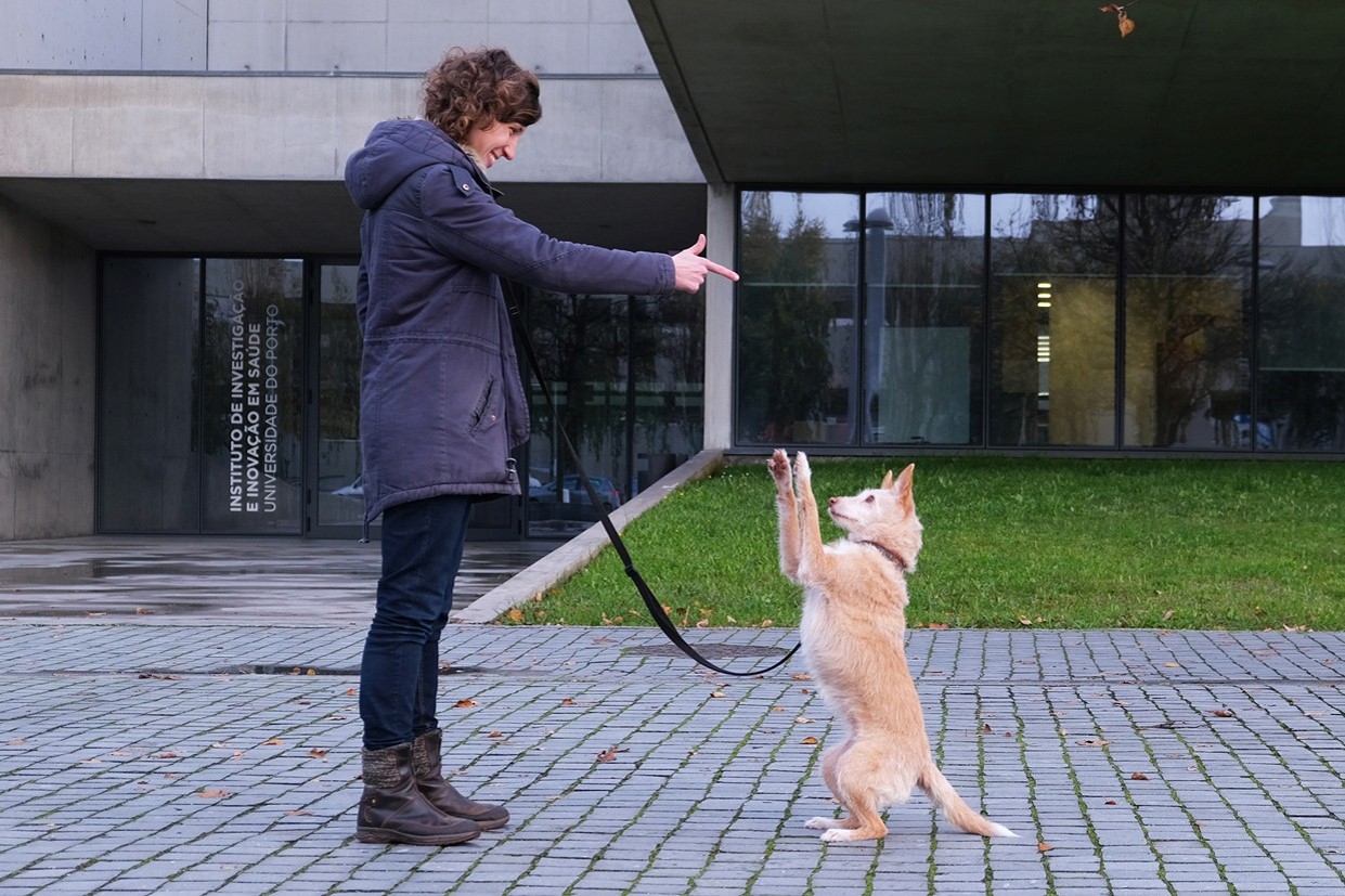 Training methods do have an impact on dog welfare – latest research reveals