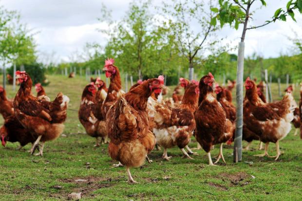 Avian Influenza housing order to come into force from 23 December