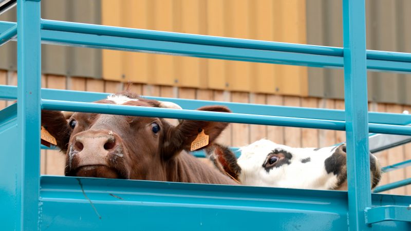 Vets welcome Government consultation on the welfare of livestock at transport