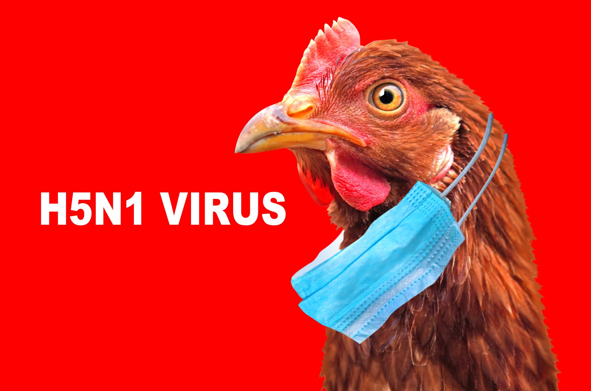 Another Bird flu outbreak confirmed this time in Derbyshire