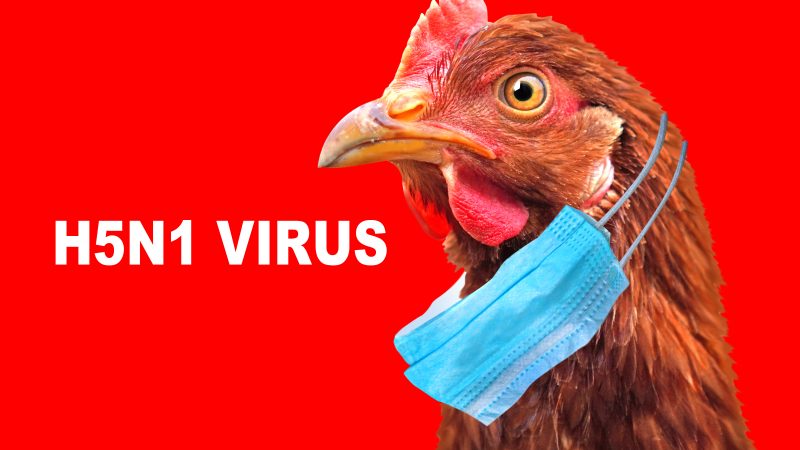 Another Bird flu outbreak confirmed – this time in Derbyshire