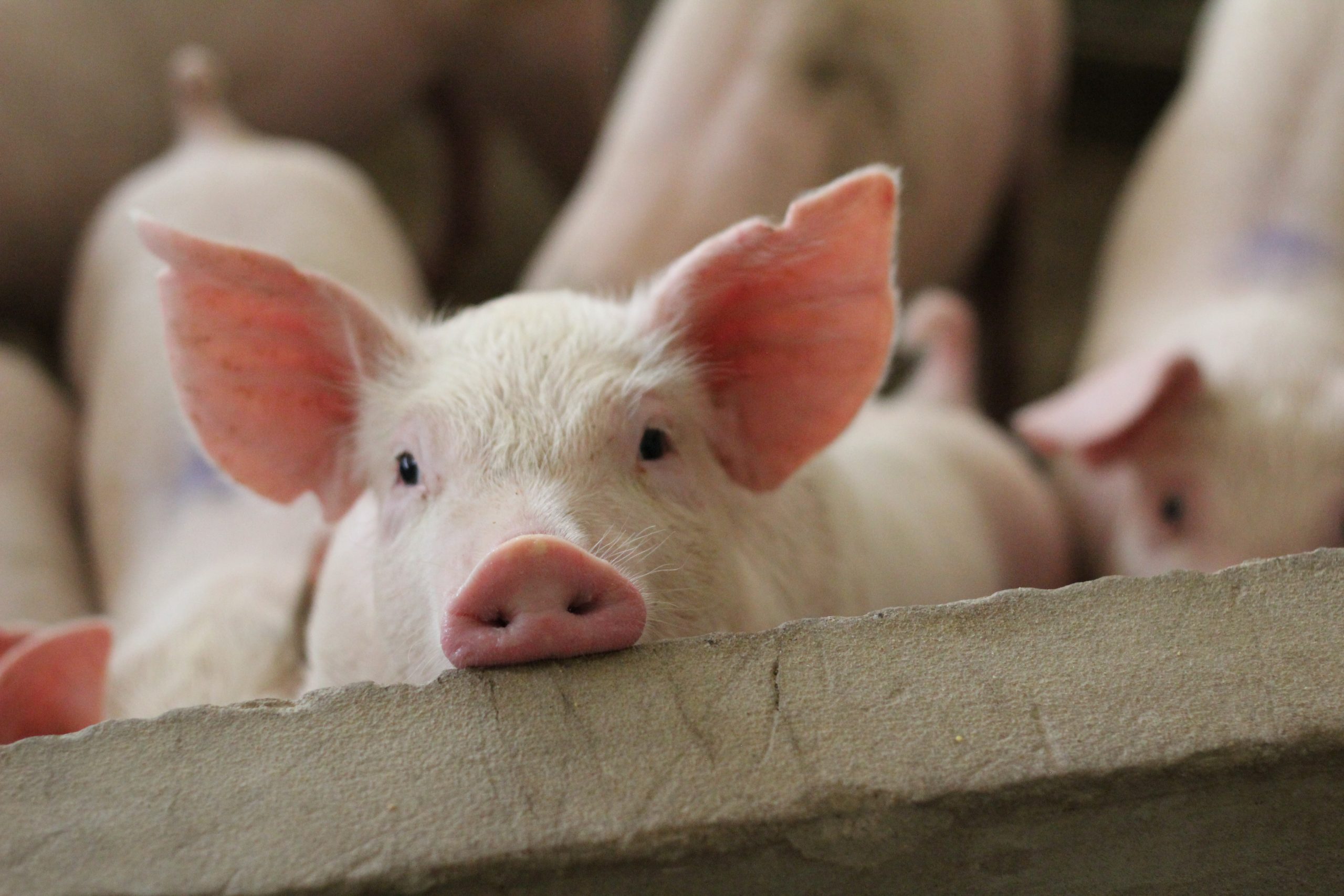 Pig sector to receive £2.2m COVID-19 support package