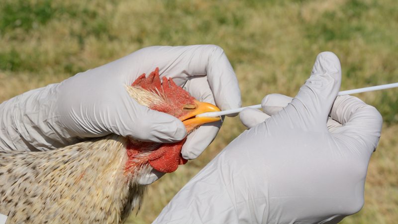 Avian Flu Surveillance Zones lifted after 111,000 birds culled