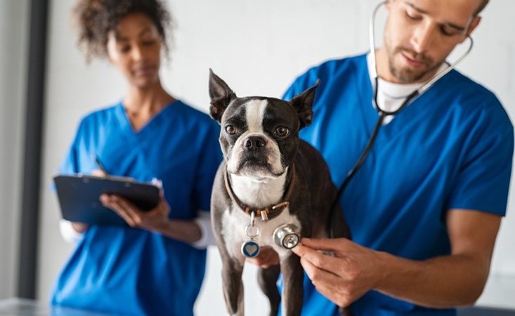 Investigation into CVS acquisition of The Vet