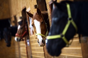 Horse owners warned over outbreak of EHV-1 in Spain