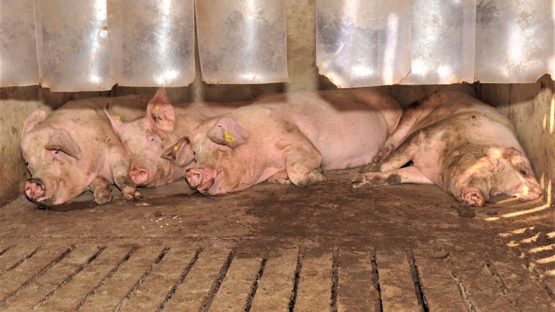 Pigs’ behaviour could be indicator of stomach ulcers