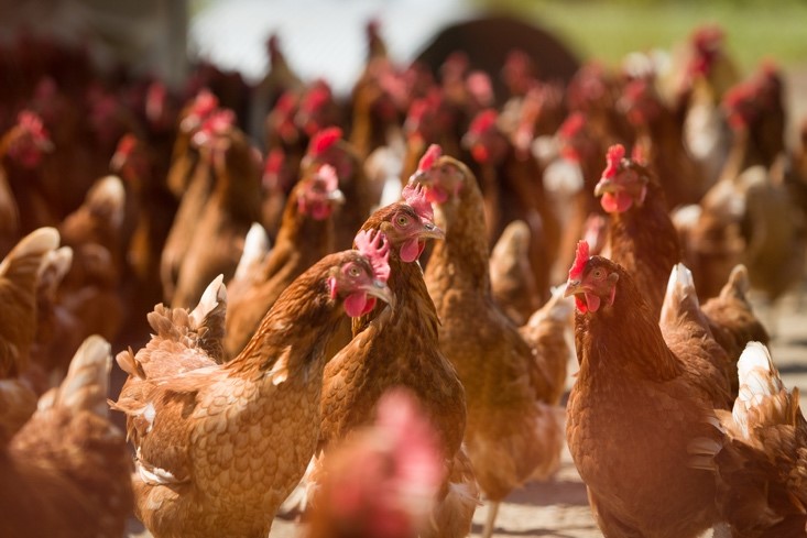 Poultry disease hits 250,000 birds on 16 farms