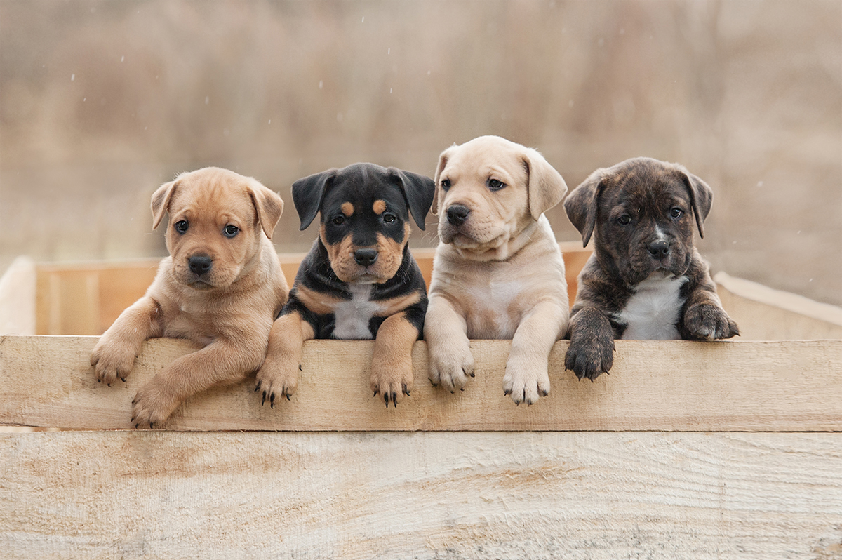Help for vets to maximise joy of puppies