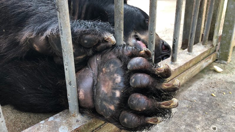 All-island register only way to protect animals, says MLA