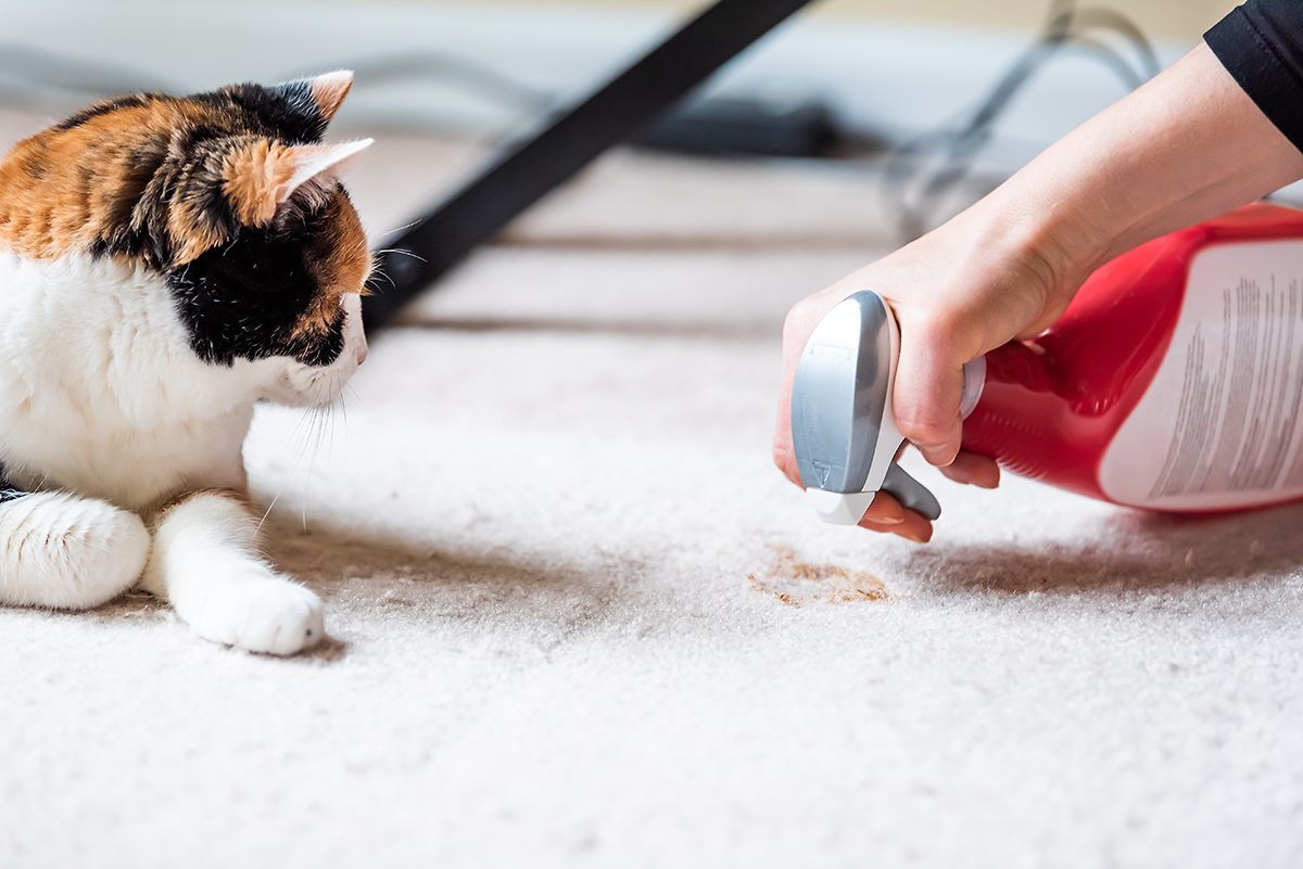 Vet nurse’s warning on cleaning danger to pets