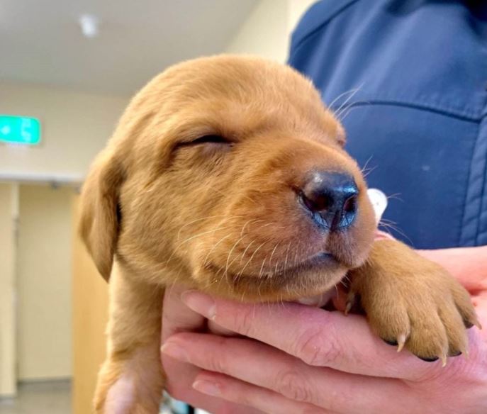 Vet saves sight of young Labrador pup