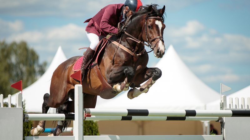 Quarantine order lifted for showjump horses