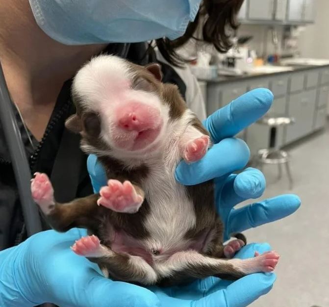 ‘Miracle’ six-legged pup delivered at vet hospital
