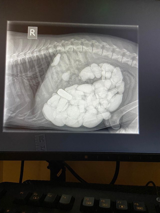 Puppy saved by vet after swallowing 68 pebbles