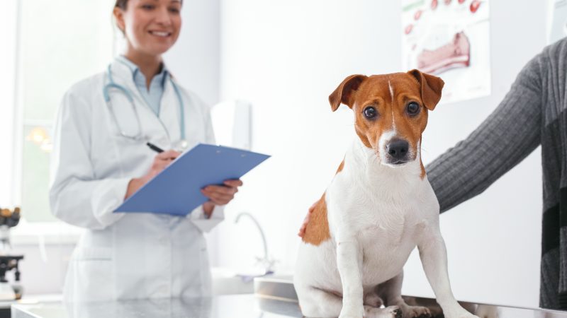 Applications sought for veterinary ethics panel