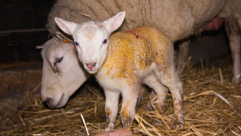 Half of farmers failing to vaccinate against enzootic abortion of ewes