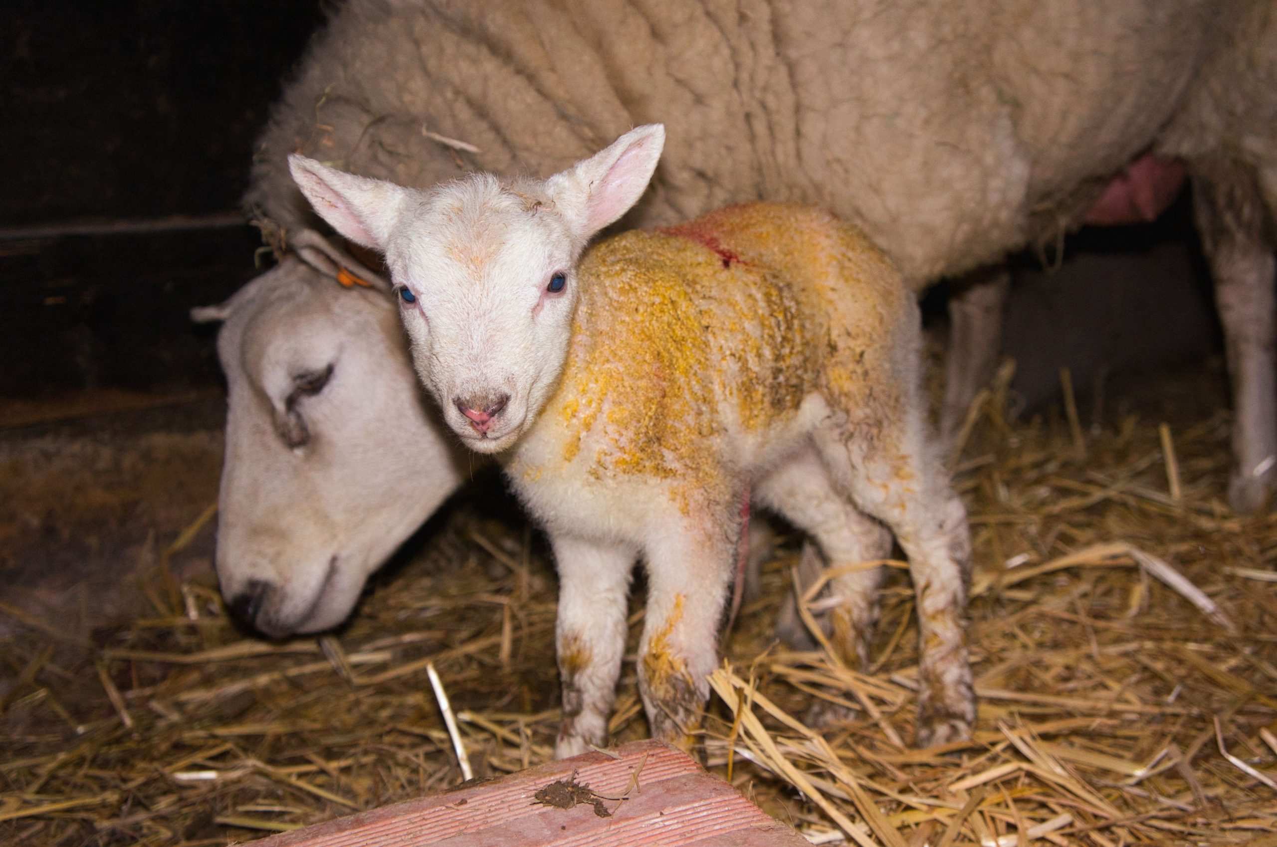Half of farmers failing to vaccinate against enzootic abortion of ewes
