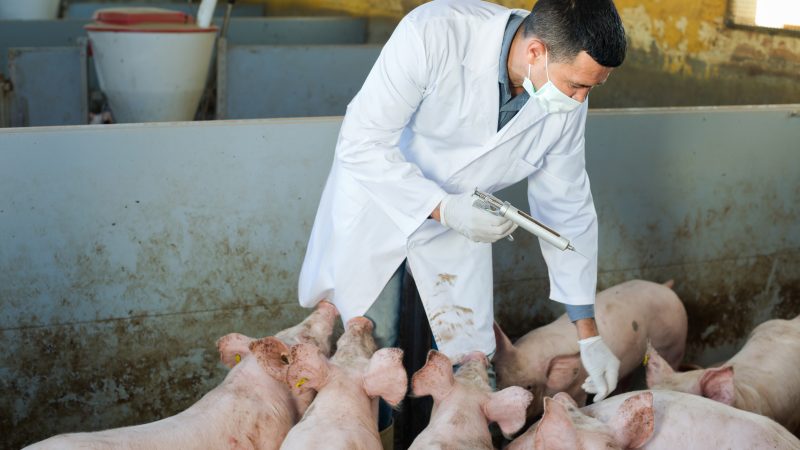 5% fall in use of antibiotics on pig farms