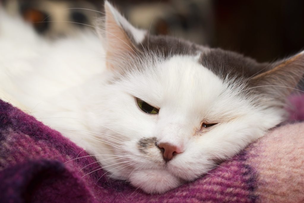 Study investigates spike in feline pancytopenia cases Northern