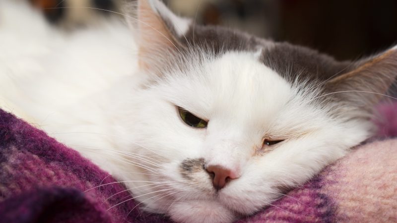 Study investigates spike in feline pancytopenia cases