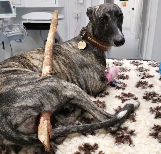 Whippet cheats death after horrific accident