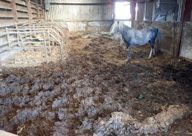 Vets tell court of farmer’s shocking neglect of horses