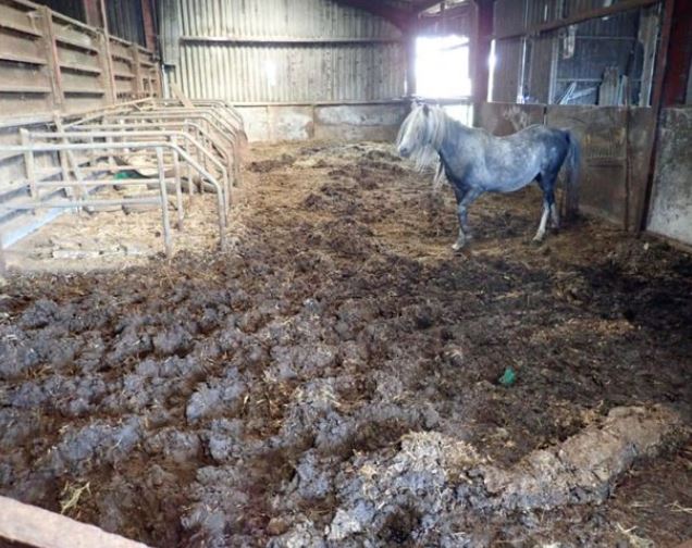 Vets tell court of farmer’s shocking neglect of horses