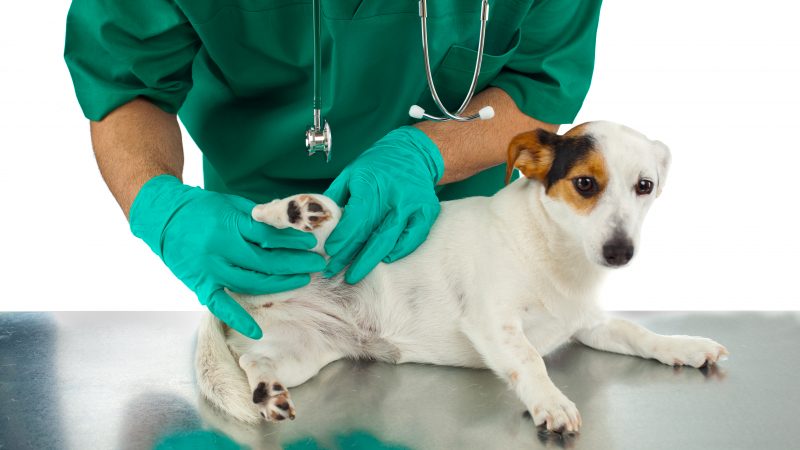 Canine Cruciate Registry to let vets share surgery insights