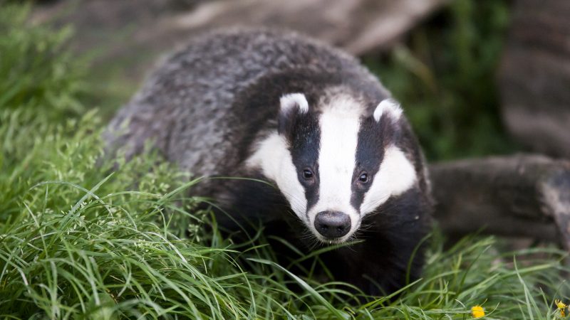 Mixed response to Poots’ badger cull TB strategy
