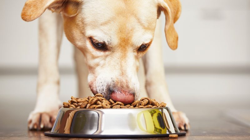 Vets warning over human salmonella risk from recalled dog food