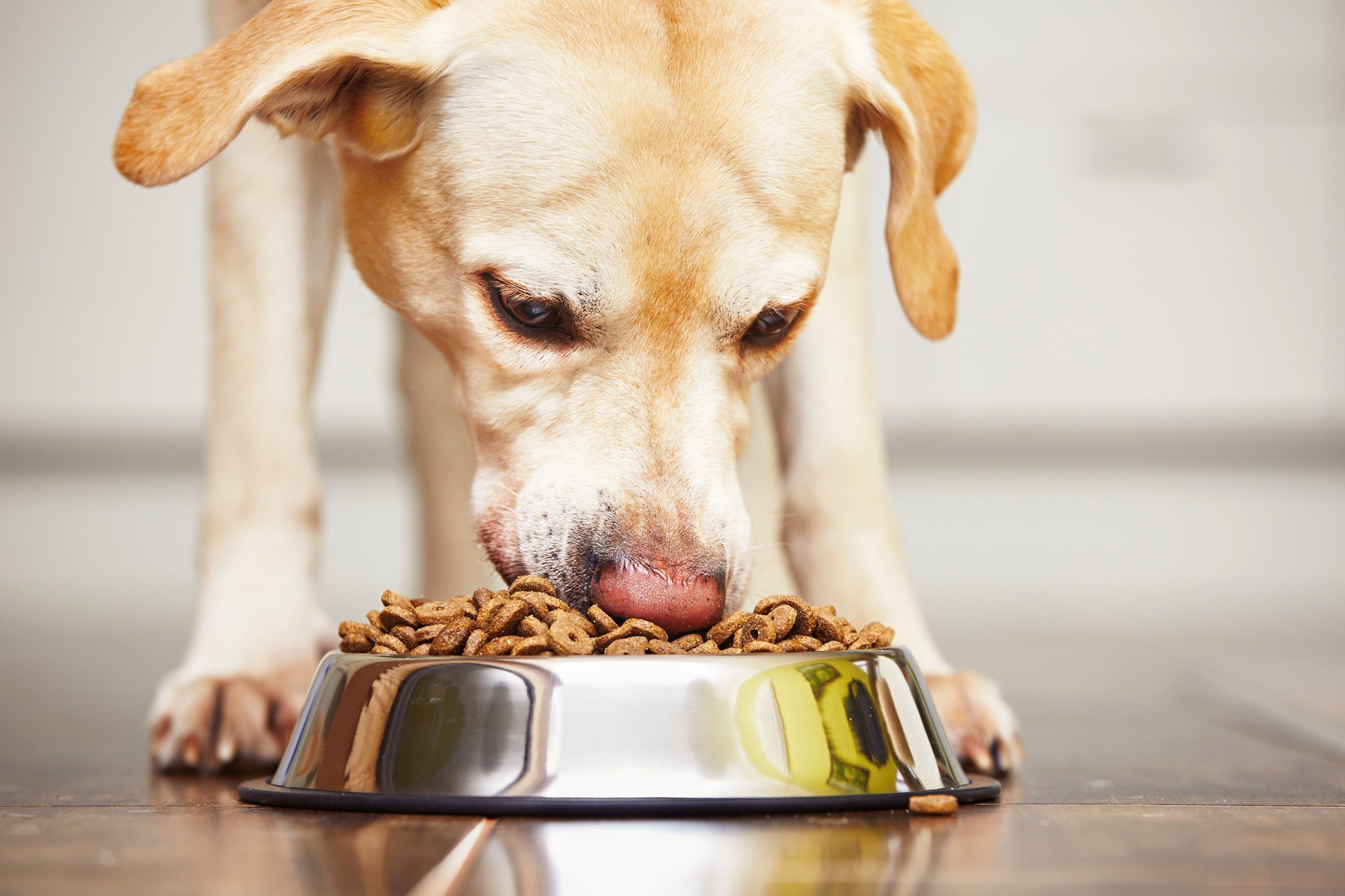Vets warning over human salmonella risk from recalled dog food