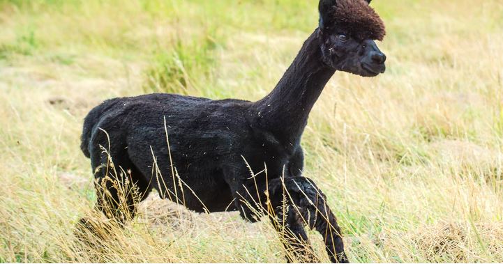 bTB positive Alpaca’s fate looks sealed despite petition to save its life