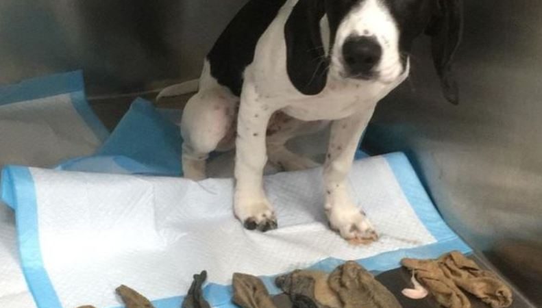 Pet dog’s sock secret exposed by vet visit