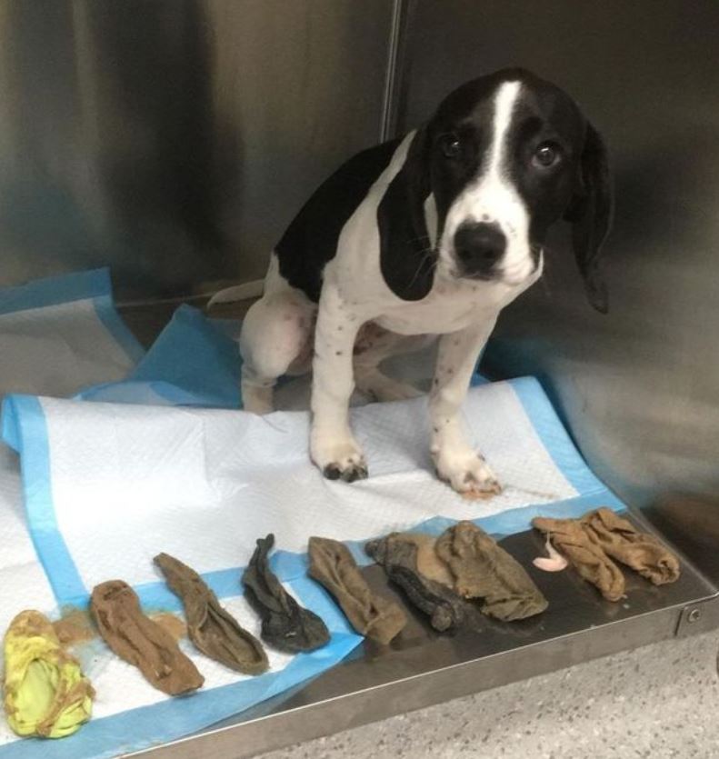 Pet dog’s sock secret exposed by vet visit