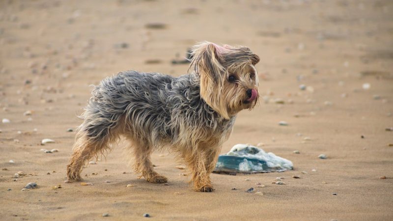 Dog owners warned over danger of jellyfish stings