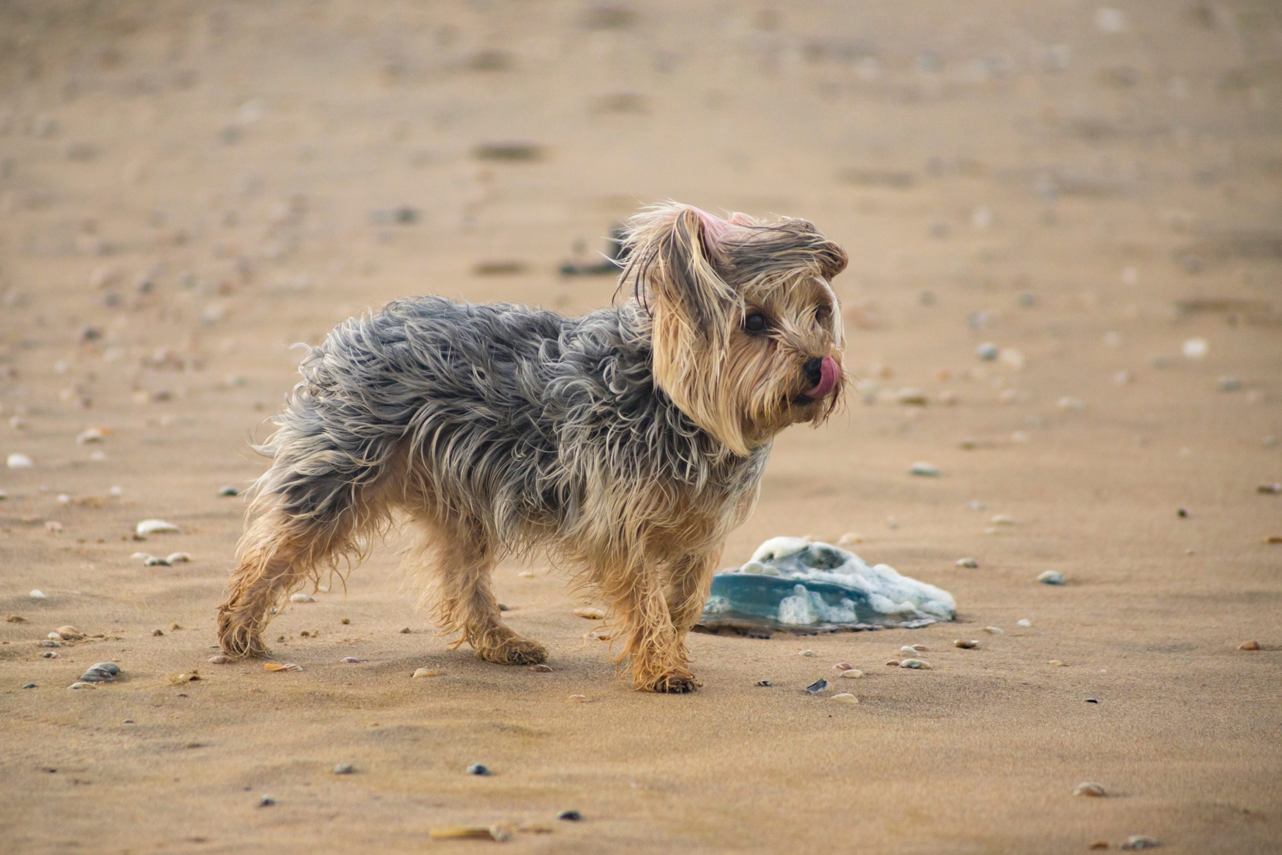 Dog owners warned over danger of jellyfish stings